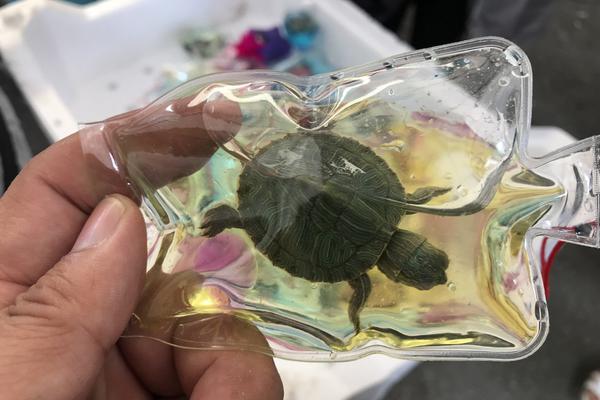 赛博朋克2077都是耗子惹的怎么做